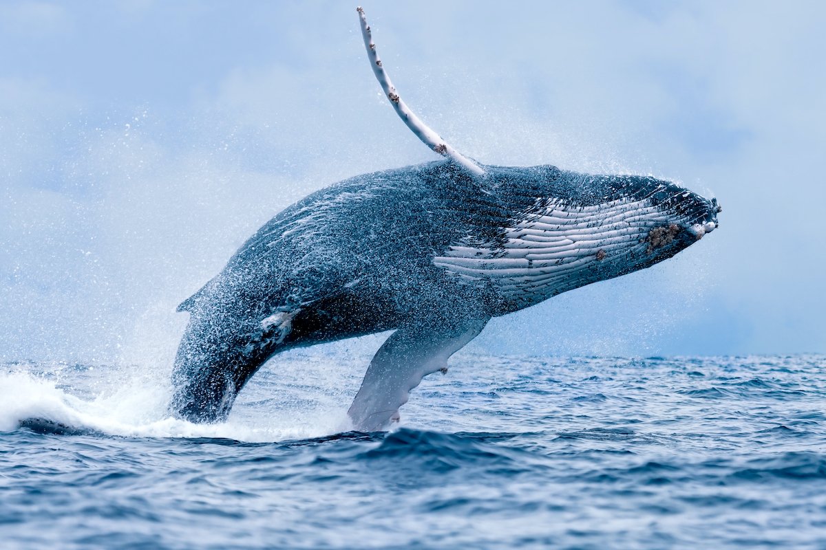 비트코인, 단기 투자자 ‘환호’